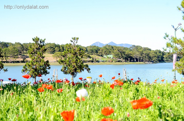 Hoa Colico bên bờ hồ Hồ Xuân Hương