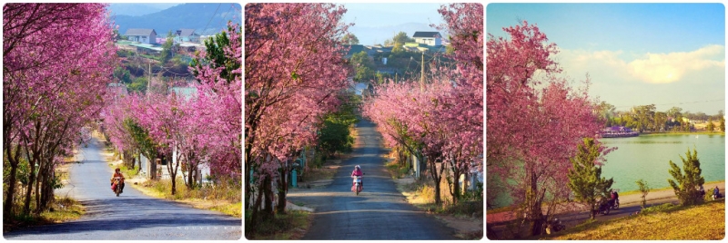 Những con đường ngập sắc hồng rực rỡ của Mai Anh Đào