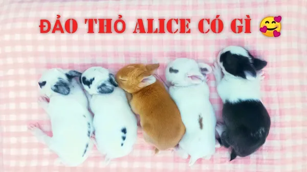 Siêu thị thú cưng Alice PetMart – Đảo Thỏ Alice 2